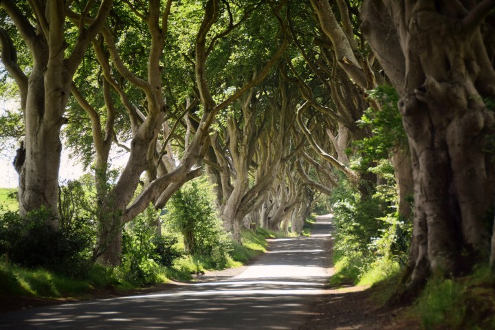 The Dark Hedges, Ireland - 2016